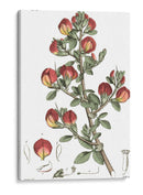 Plato Floral Antiguo I - Vision Studio | Cuadro decorativo de Canvas Lab