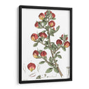 Plato Floral Antiguo I - Vision Studio | Cuadro decorativo de Canvas Lab