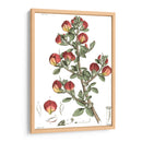 Plato Floral Antiguo I - Vision Studio | Cuadro decorativo de Canvas Lab