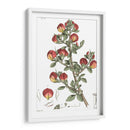 Plato Floral Antiguo I - Vision Studio | Cuadro decorativo de Canvas Lab