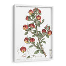 Plato Floral Antiguo I - Vision Studio | Cuadro decorativo de Canvas Lab