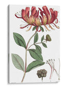 Placa Floral Antigua Ii - Vision Studio | Cuadro decorativo de Canvas Lab