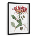 Placa Floral Antigua Ii - Vision Studio | Cuadro decorativo de Canvas Lab
