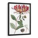 Placa Floral Antigua Ii - Vision Studio | Cuadro decorativo de Canvas Lab