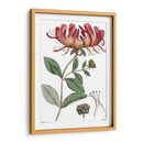 Placa Floral Antigua Ii - Vision Studio | Cuadro decorativo de Canvas Lab