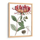 Placa Floral Antigua Ii - Vision Studio | Cuadro decorativo de Canvas Lab