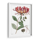 Placa Floral Antigua Ii - Vision Studio | Cuadro decorativo de Canvas Lab