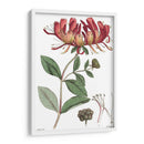 Placa Floral Antigua Ii - Vision Studio | Cuadro decorativo de Canvas Lab