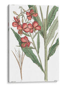 Plato Floral Antiguo Iii - Vision Studio | Cuadro decorativo de Canvas Lab