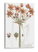 Placa Floral Antigua Iv - Vision Studio | Cuadro decorativo de Canvas Lab