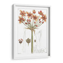 Placa Floral Antigua Iv - Vision Studio | Cuadro decorativo de Canvas Lab
