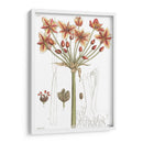 Placa Floral Antigua Iv - Vision Studio | Cuadro decorativo de Canvas Lab