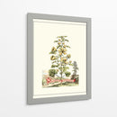 Grandiose View Ii - Abraham Munting | Cuadro decorativo de Canvas Lab