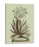 Aloe Vintage I - Abraham Munting | Cuadro decorativo de Canvas Lab