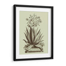 Aloe Vintage I - Abraham Munting | Cuadro decorativo de Canvas Lab