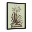 Aloe Vintage I - Abraham Munting | Cuadro decorativo de Canvas Lab