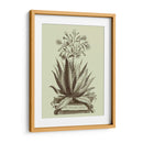 Aloe Vintage I - Abraham Munting | Cuadro decorativo de Canvas Lab