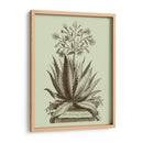Aloe Vintage I - Abraham Munting | Cuadro decorativo de Canvas Lab