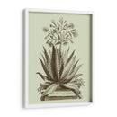 Aloe Vintage I - Abraham Munting | Cuadro decorativo de Canvas Lab