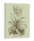 Aloe Ii De La Vendimia - Abraham Munting | Cuadro decorativo de Canvas Lab