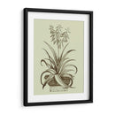 Aloe Ii De La Vendimia - Abraham Munting | Cuadro decorativo de Canvas Lab