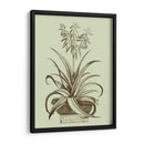 Aloe Ii De La Vendimia - Abraham Munting | Cuadro decorativo de Canvas Lab