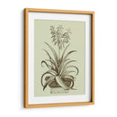 Aloe Ii De La Vendimia - Abraham Munting | Cuadro decorativo de Canvas Lab