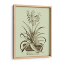 Aloe Ii De La Vendimia - Abraham Munting | Cuadro decorativo de Canvas Lab