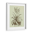 Aloe Ii De La Vendimia - Abraham Munting | Cuadro decorativo de Canvas Lab