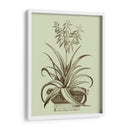 Aloe Ii De La Vendimia - Abraham Munting | Cuadro decorativo de Canvas Lab