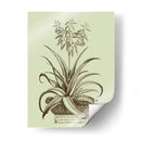 Aloe Ii De La Vendimia - Abraham Munting | Cuadro decorativo de Canvas Lab