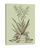 Aloe Vintage Iii - Abraham Munting | Cuadro decorativo de Canvas Lab
