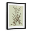Aloe Vintage Iii - Abraham Munting | Cuadro decorativo de Canvas Lab