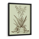 Aloe Vintage Iii - Abraham Munting | Cuadro decorativo de Canvas Lab
