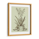 Aloe Vintage Iii - Abraham Munting | Cuadro decorativo de Canvas Lab