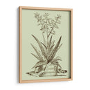 Aloe Vintage Iii - Abraham Munting | Cuadro decorativo de Canvas Lab