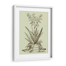 Aloe Vintage Iii - Abraham Munting | Cuadro decorativo de Canvas Lab