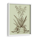 Aloe Vintage Iii - Abraham Munting | Cuadro decorativo de Canvas Lab
