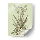 Aloe Vintage Iii - Abraham Munting | Cuadro decorativo de Canvas Lab