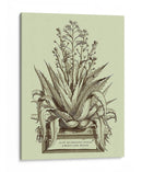 Vintage Aloe Iv - Abraham Munting | Cuadro decorativo de Canvas Lab