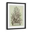 Vintage Aloe Iv - Abraham Munting | Cuadro decorativo de Canvas Lab