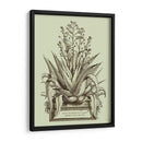 Vintage Aloe Iv - Abraham Munting | Cuadro decorativo de Canvas Lab