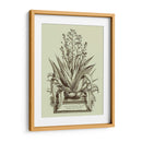 Vintage Aloe Iv - Abraham Munting | Cuadro decorativo de Canvas Lab