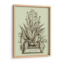 Vintage Aloe Iv - Abraham Munting | Cuadro decorativo de Canvas Lab