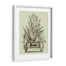 Vintage Aloe Iv - Abraham Munting | Cuadro decorativo de Canvas Lab