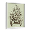 Vintage Aloe Iv - Abraham Munting | Cuadro decorativo de Canvas Lab