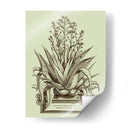 Vintage Aloe Iv - Abraham Munting | Cuadro decorativo de Canvas Lab