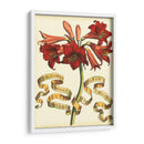 Ribbon Florals Ii - Vision Studio | Cuadro decorativo de Canvas Lab