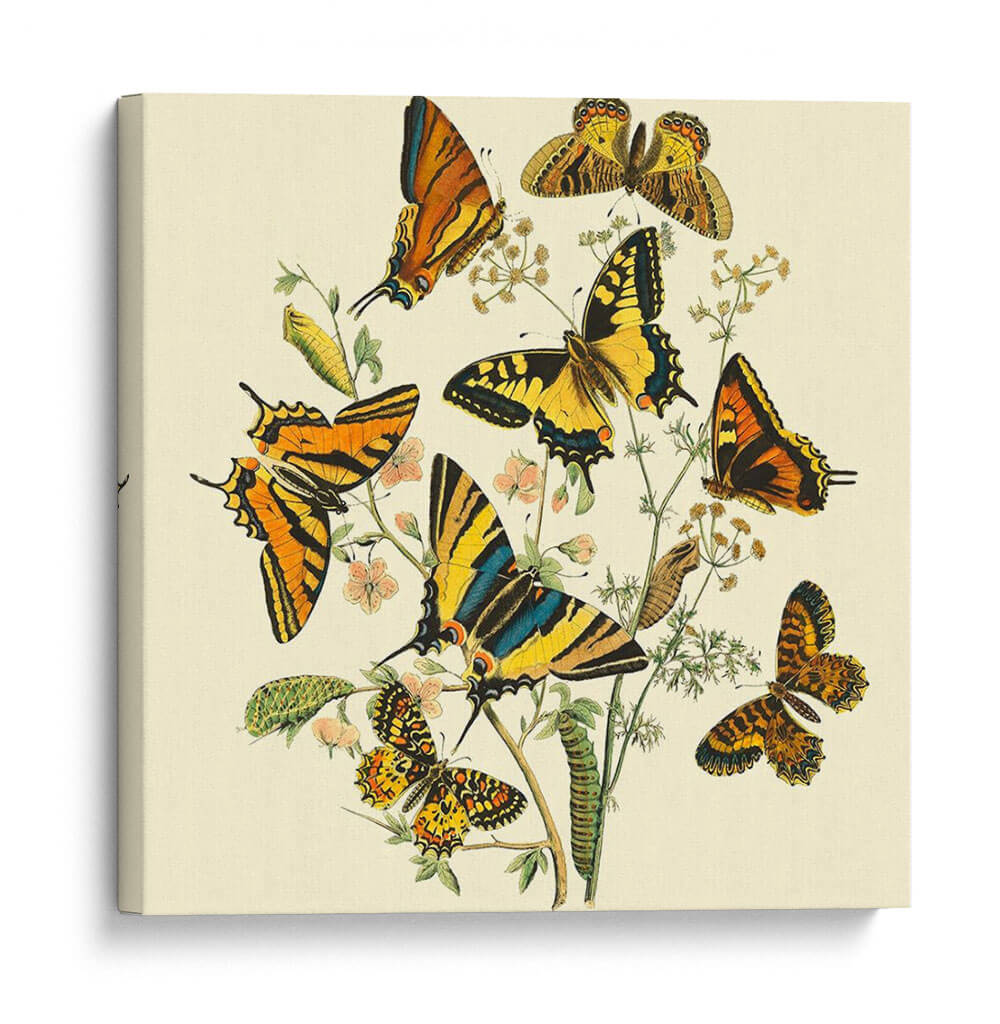 Mariposa Reuniendo I - Vision Studio | Cuadro decorativo de Canvas Lab