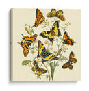 Mariposa Reuniendo I - Vision Studio | Cuadro decorativo de Canvas Lab